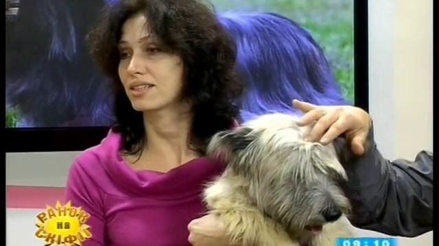 Все про породу скай - тер"єр смотреть онлайн