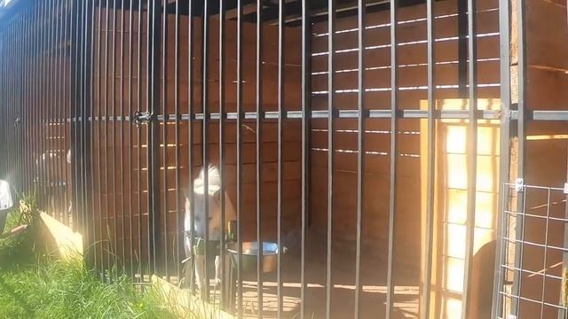 Кормлю лаек как солнце встало смотреть онлайн