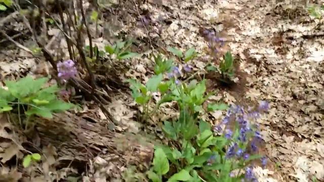 Amanita Dreams, A Bad Dog, and Troubles Facing Trilliums смотреть онлайн