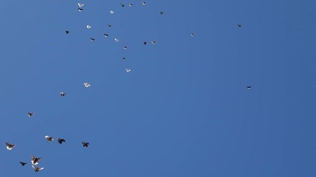 Полет Николаевских голубей 18.03.2019 смотреть онлайн