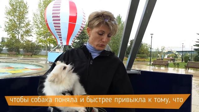 Сложности поведения собаки из приюта в новом доме и как с ними справляться смотреть онлайн