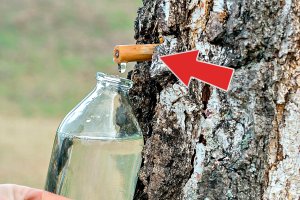 Способ сбора берёзового сока №1! Когда собирать березовый сок Как собирать березовый сок