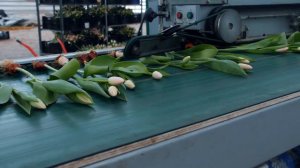 Милава - сбор тюльпанов