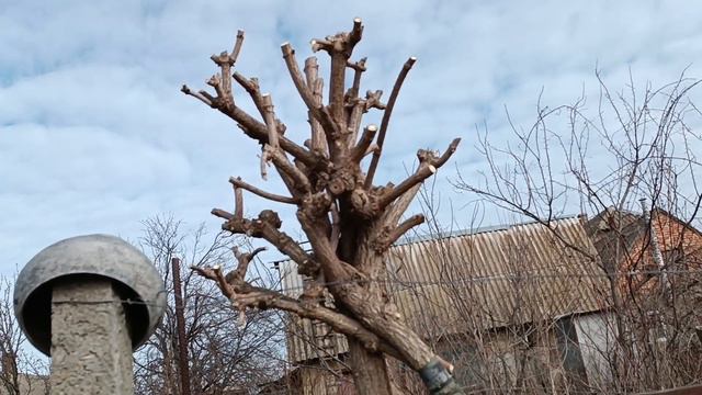 Весіння обрізка бузини#обрізкадекоративнихдерев#обрізкадекоративнихдеревнапінь# смотреть онлайн