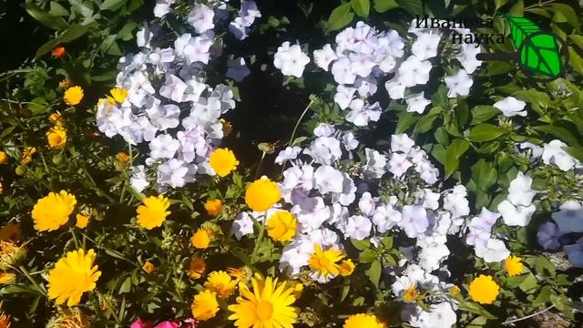 Короткая прогулка по участку. Почему у меня все хорошо растет и не болеет? Мой подход к садоводству смотреть онлайн