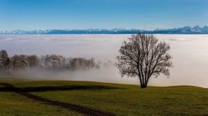 Жена увидела, что муж подсыпает ей в чай снотворное. Она решила подыграть мужу и стала наблюдать...