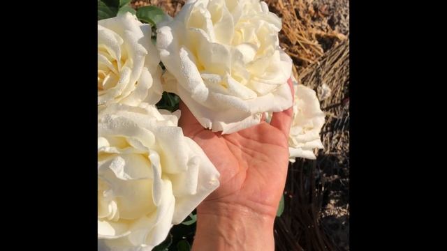 Роза Шопен Rose of Chopin смотреть онлайн