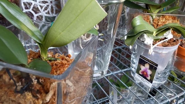 Подуры?! Высадка в мох. Часть 2 смотреть онлайн