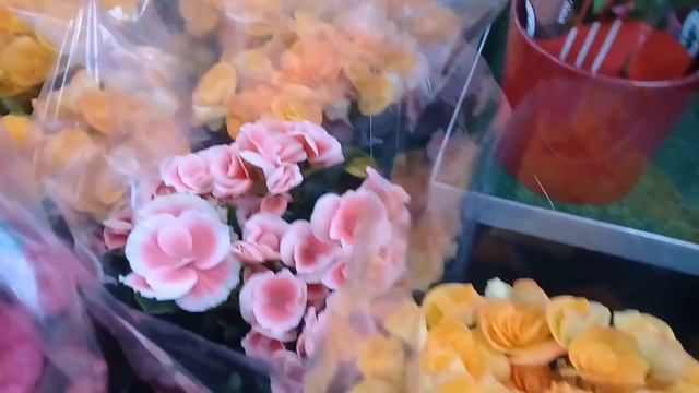 Орхидеи, бегонии,Озмолл смотреть онлайн