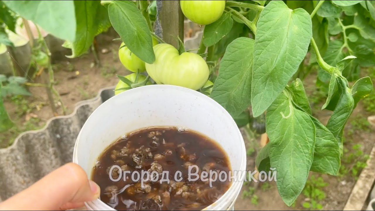 СРОЧНО дайте в августе ТОМАТАМ такую подкормку, они сразу обильно заплодоносят и дадут тонны урожая смотреть онлайн
