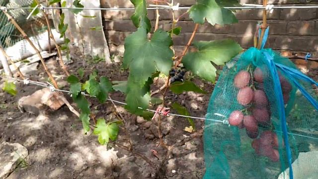 Первенец ранний- ранний , хрустящий , крупноплодный виноград смотреть онлайн