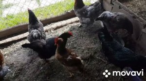 НУЖЕН ли Курам свет в курятнике летом?