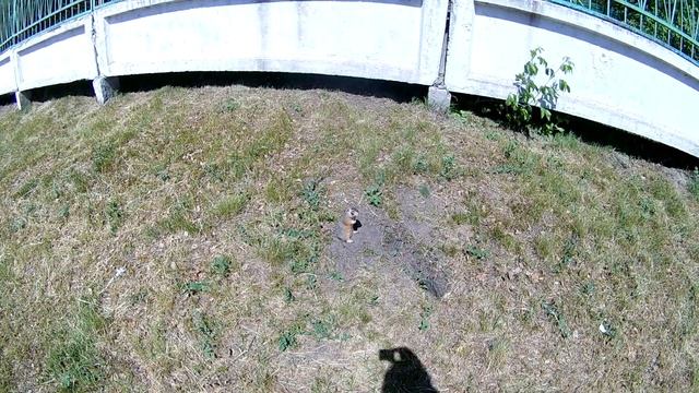 Суслик Яша. смотреть онлайн