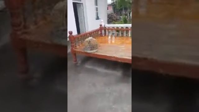 Каменная куропатка из Таджикистана смотреть онлайн