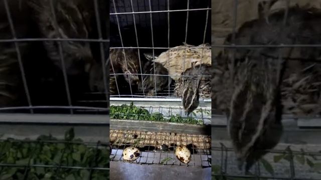Трава перепелам смотреть онлайн