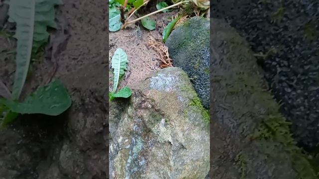 Как избавится от мха на деревьях. Лучший и простой способ. работает на 100% #лайфхаки #дача#мох смотреть онлайн