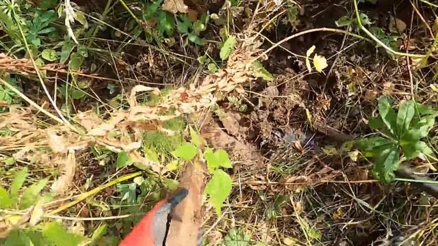 ►НЕ КОПАННЫЙ СКЛАД!!! УВЕСИСТЫЙ МЕТАЛЛ В ЧИСТОМ ПОЛЕ, КОПАЕМ ДО ПОСИНЕНИЯ — ►+30 ЖАРА— (Часть 2) смотреть онлайн