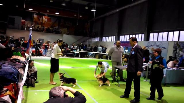 Динь Динь Ставрополь 11.12.2016 CACIB