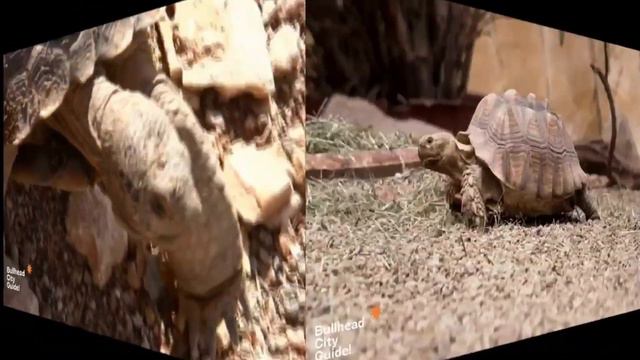 What do you do if you find a desert tortoise in Arizona? смотреть онлайн