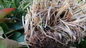 Пересадка хосты и лилейников