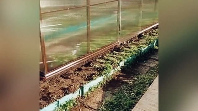 ЛЕГЕНДА 3М. ТЕПЛИЦА КОТОРОЙ НЕТ РАВНЫХ В ТЕПЛИЦАХ! ЧЕСТНЫЙ ОТЗЫВ О НАШЕЙ РАБОТЕ. смотреть онлайн