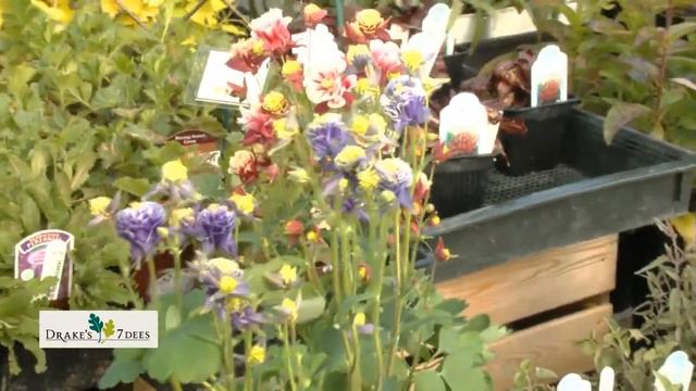 Drake's 7 Dees Garden Treasure Hunt: columbine (winky) flowers смотреть онлайн