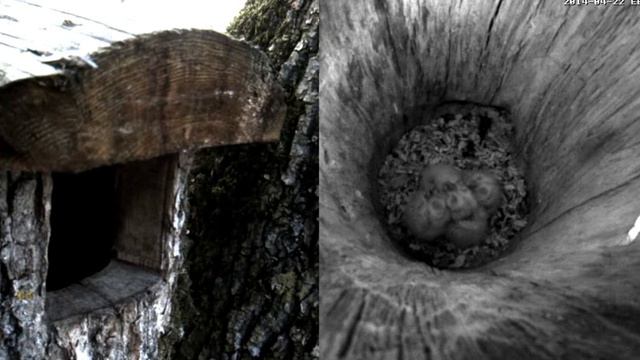 Гнездо Совы 22.04.14. 21-14 смотреть онлайн
