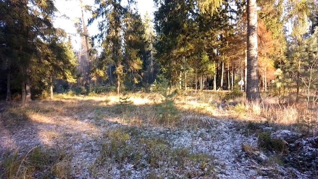 Утром в лесу. ч.4. Ноябрь 2023 смотреть онлайн