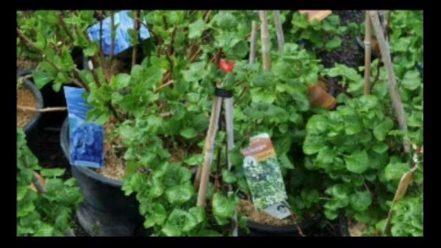 Climbing hydrangea flourish is in Fountain Ville P смотреть онлайн