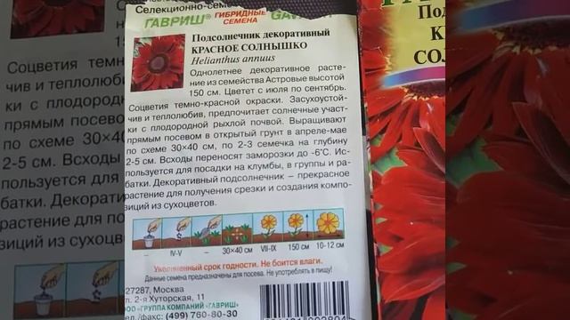 Подсолнух - гигант! смотреть онлайн