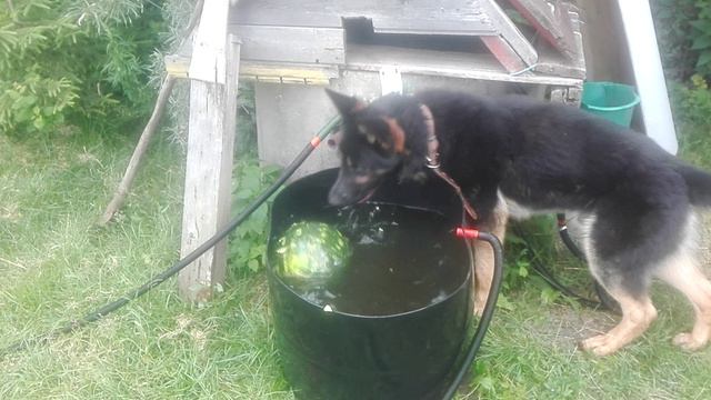 Улан и арбуз