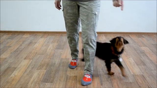 Дрессировка собак на самоизоляции смотреть онлайн