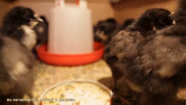 Разбираемся в причинах не вылупления цыплят ? смотреть онлайн