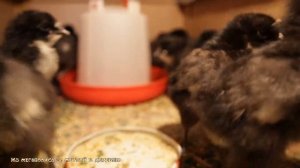 Разбираемся в причинах не вылупления цыплят ?