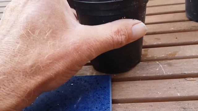 Portulacaria afra- bonsai project for 2016 смотреть онлайн