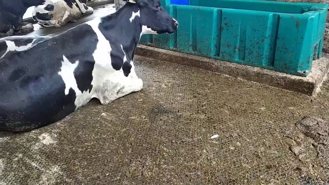 Резиновое покрытие для поильных зон молочных ферм беспривязного содержание КРС. смотреть онлайн