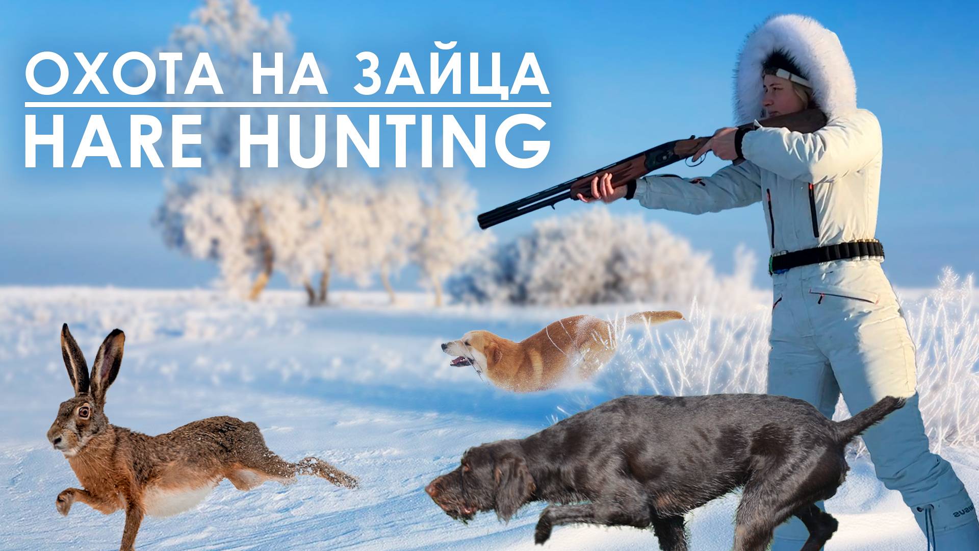 Охота на зайца с гончей и дратхааром / Hare hunting смотреть онлайн