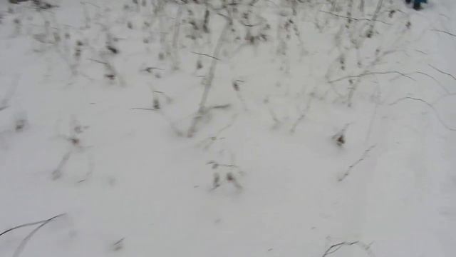 С НАСТУПАЮЩИМ 2019 !!! Зимний лес .Мороз .Снежная сказка про дуб . смотреть онлайн