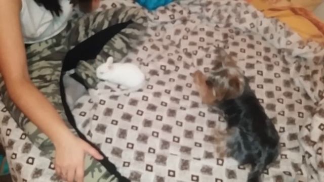FRIENDSHIP DOG & RABBIT ! FIRST MEETING MICH and MIMI ! ))) смотреть онлайн