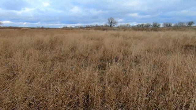 Охота на куропаток, девушка охотник, Girl Hunter, Partridge Hunting