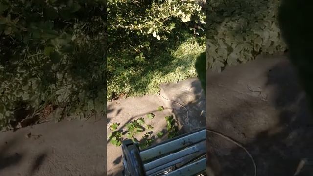 Обрезка неукрывного винограда часть3 смотреть онлайн