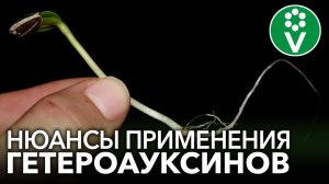 НЕ ИСПОЛЬЗУЙТЕ КОРНЕВИН И ГЕТЕРОАУКСИН, пока не посмотрите это видео! Важные особенности применения