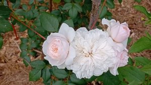 Чудо, как хороша! Покорила с первого взгляда. Плетистая роза Sabrina