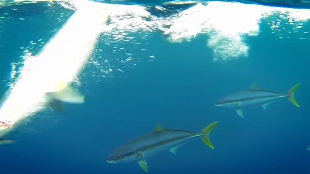 Experience Robinson Crusoe Island смотреть онлайн