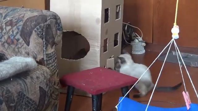 КОТЯТА ССОРЯТСЯ смотреть онлайн