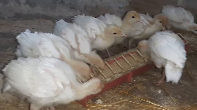 Вес бройлера в месяц на вольном выгуле смотреть онлайн