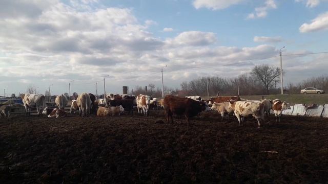Симменталы . Кормление дойного стада. смотреть онлайн