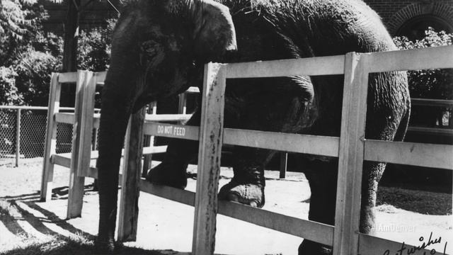 I AM DENVER: The Denver Zoo | A 125-Year Legacy That Began With a Bear смотреть онлайн