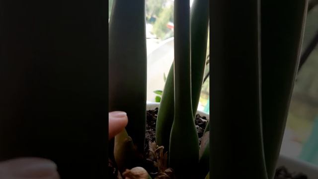 КАК ЦВЕТЁТ ДОЛЛАРОВОЕ ДЕРЕВО(замиокулькас)?