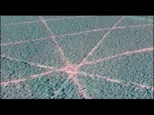 Кто расчертил тайгу в клетку